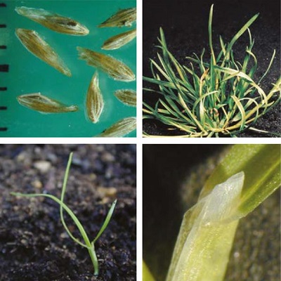 Annual meadow-grass at four growth stages